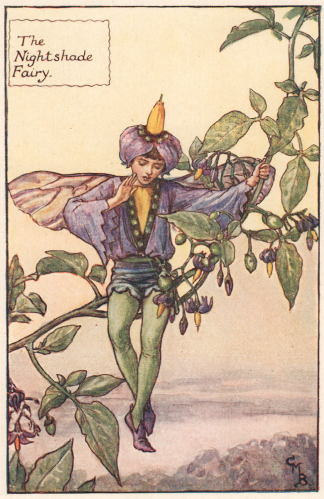 Night Shade Fairy by Cicely Mary Barker. Summer Flower Fairies c1935 old print